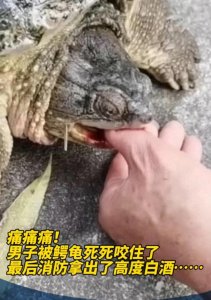 ​男子手指遭鳄龟“突袭”痛哭一个多小时：一次难忘的“龟口惊魂