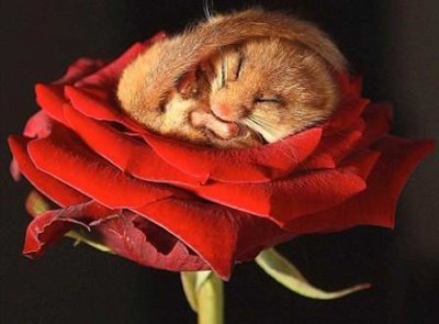 ​大梦谁先觉，平生我自知，冬眠睡足足，醒来吃吃吃：睡鼠