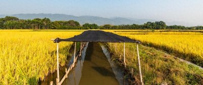 ​全州禾花鲤｜中国稻鱼生态农耕文化孕育的特色品系