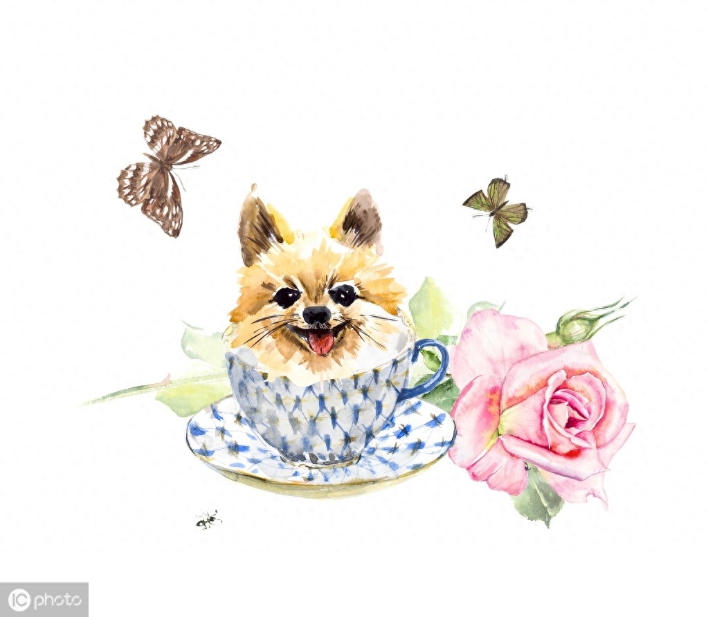 茶杯犬的前世今生