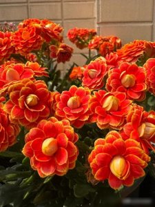 ​冬天开花的9种花，养在家里太美了，特养眼