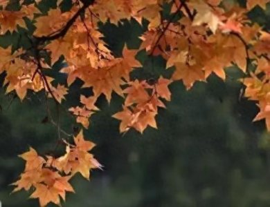 ​在静修中可以习得什么？