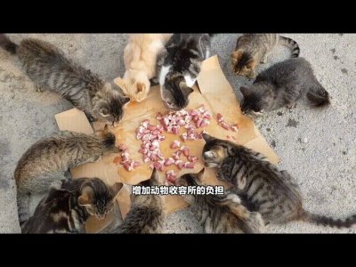 ​为什么猫咪需要做绝育手术？