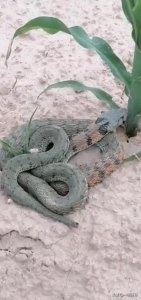 ​陕西汉中玉米地惊现红脖子绿尾怪蛇，真相究竟是什么？