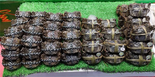 天津这家海鲜市场鲜活食材来自世界各地，有些品种真不多见