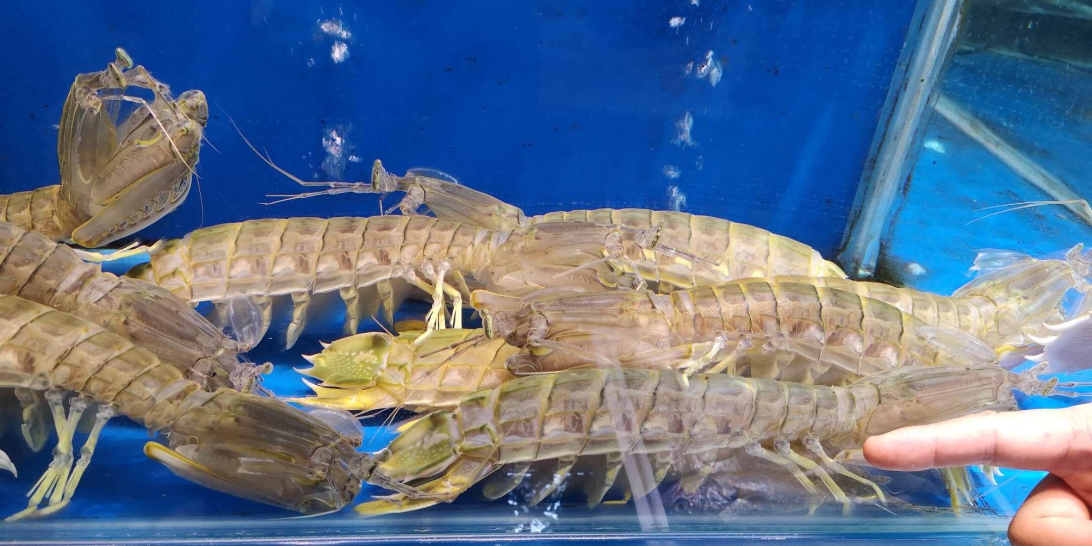 天津这家海鲜市场鲜活食材来自世界各地，有些品种真不多见