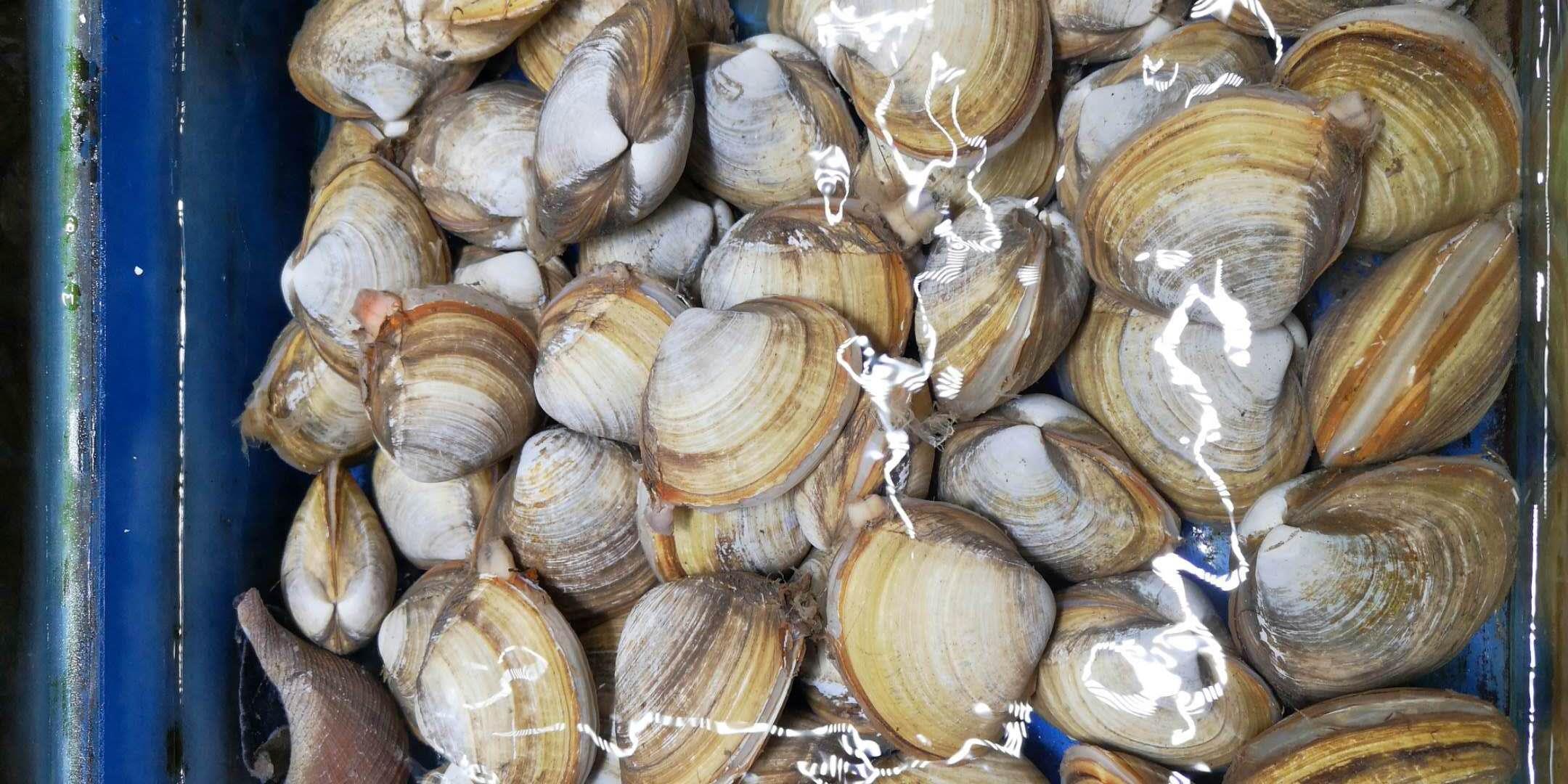 天津这家海鲜市场鲜活食材来自世界各地，有些品种真不多见