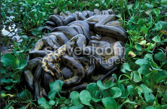 最大的蛇森蚺怎么读(动物界一妻多夫的先行者森蚺)