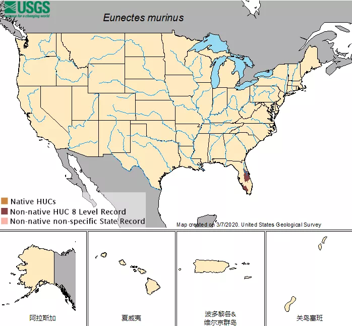 最大的蛇森蚺怎么读(动物界一妻多夫的先行者森蚺)