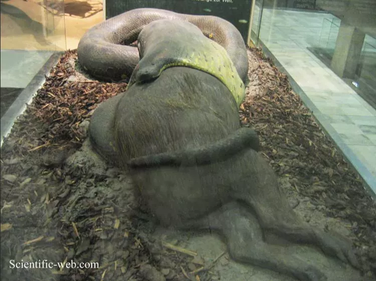 最大的蛇森蚺怎么读(动物界一妻多夫的先行者森蚺)