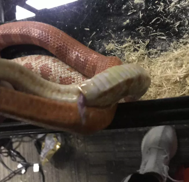 最大的蛇森蚺怎么读(动物界一妻多夫的先行者森蚺)