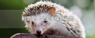 ​刺猬是不是国家保护动物电影过来看呀 刺猬是不是国家保护动物之一