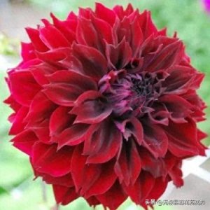 ​高贵优雅大吉大利～大丽花