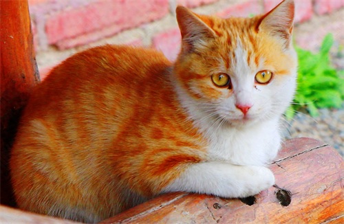 图集:分享一组可爱的小猫咪壁纸,赶紧来收藏吧