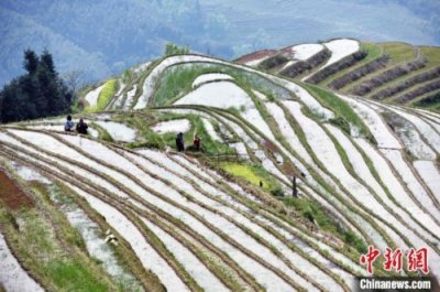 ​广西龙胜：龙脊梯田春景如画