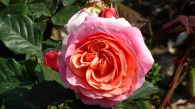 ​冷门月季品种“玛丽安”生长很强势，不垂头，花色多变