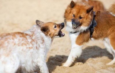 ​狗狗之间交配，其实有这些方式