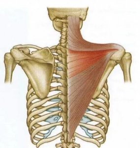 ​运动解剖学-斜方肌（十二）