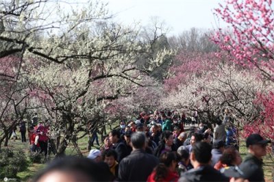 ​2021南京国际梅花节开幕“天下第一梅山”梅花竞相开放
