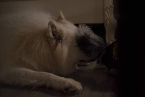 萌宠表情包之熬夜累成狗