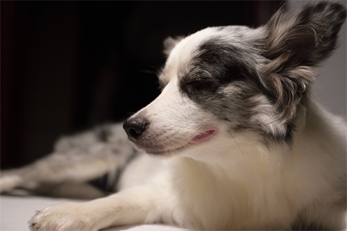 萌宠表情包之熬夜累成狗