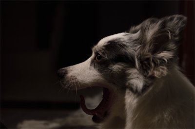 ​萌宠表情包之熬夜累成狗