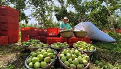 ​酸甜多汁的香妃海棠果，你吃过吗？