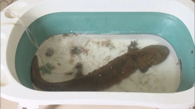 ​浦东惊现“长着4条腿”的怪鱼？原来是水中“活化石”……