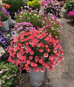 ​在阳台养一盆玛格丽特，简单一打理，花开的比叶子都多！