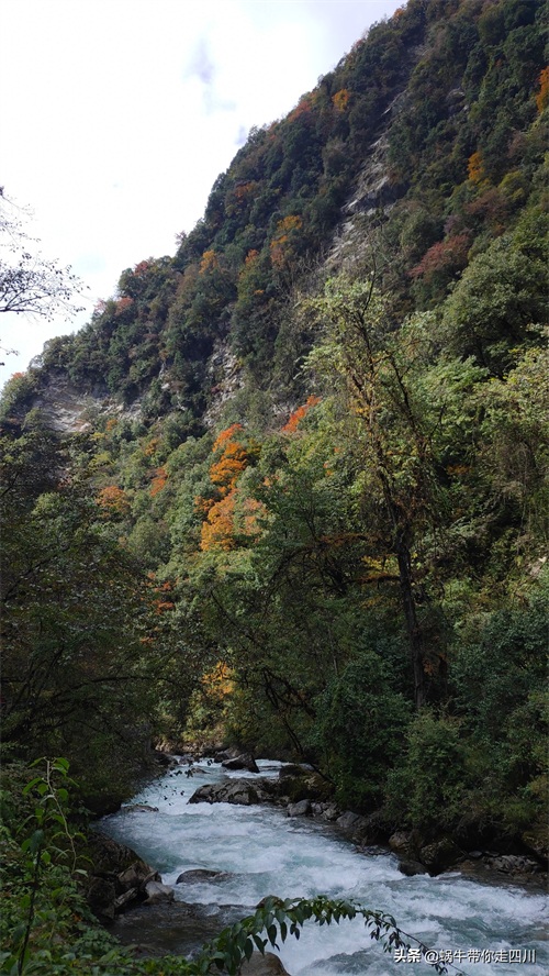 天全喇叭河，不容错过的川西彩林，层林尽染，金秋周末游推荐