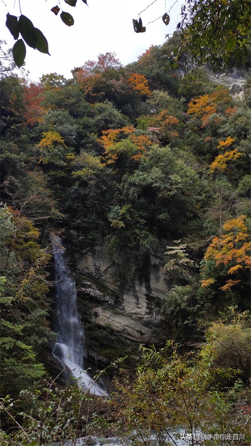 天全喇叭河，不容错过的川西彩林，层林尽染，金秋周末游推荐