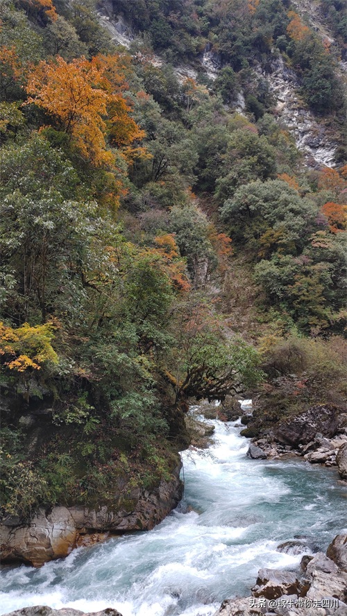 天全喇叭河，不容错过的川西彩林，层林尽染，金秋周末游推荐