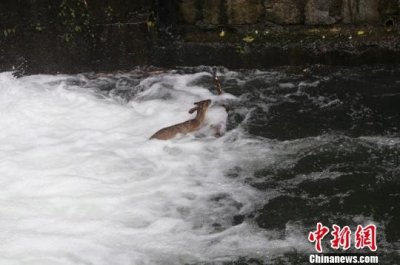 ​警员跳入湍流救护国家三有保护动物黄麂