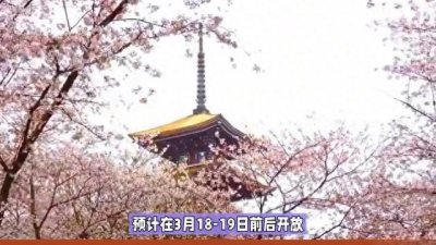 ​武汉樱花盛宴启动！最佳观赏期来了
