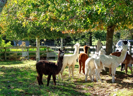 动物图集：丑萌丑萌的羊驼，毛茸茸的很可爱