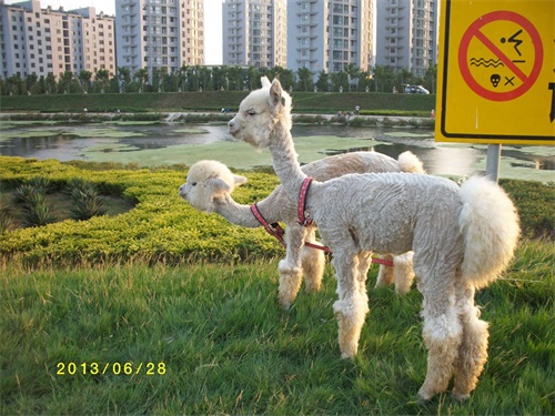动物图集：丑萌丑萌的羊驼，毛茸茸的很可爱
