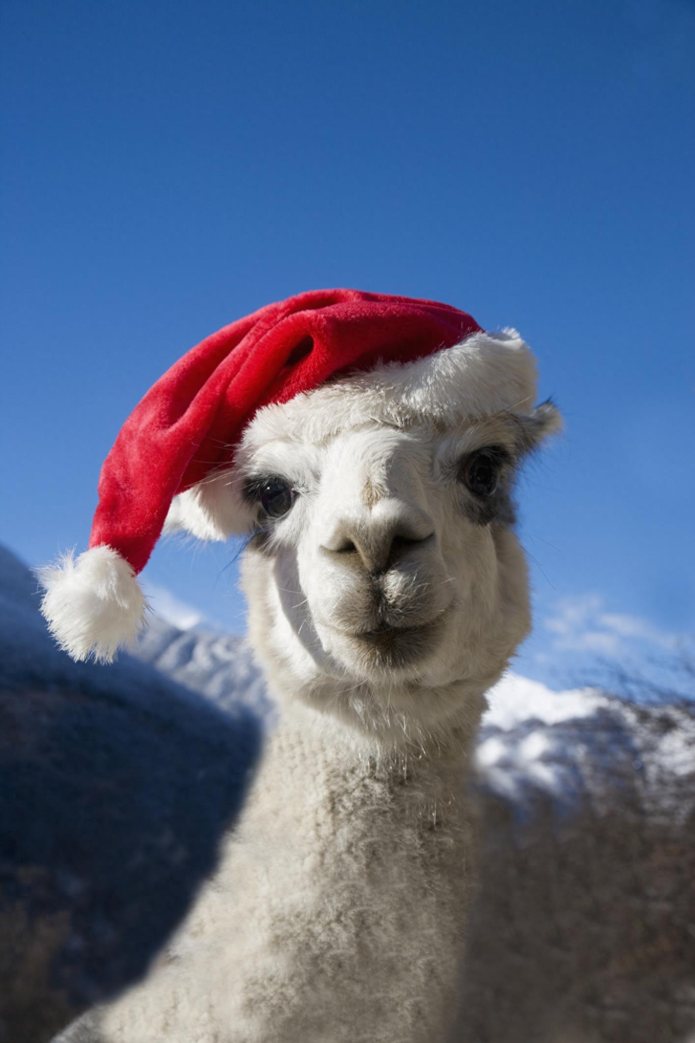 动物图集：丑萌丑萌的羊驼，毛茸茸的很可爱