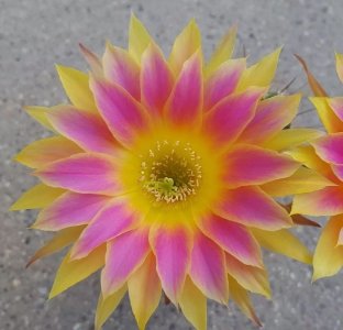 ​200种·仙人球开花图鉴，大开眼界，美到爆