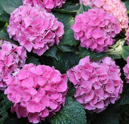 变色球花的养殖方法（变色球花怎么养殖）