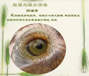 ​最全的画眉鸟眼水图谱 （收藏版）