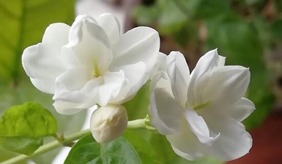 茉莉花怎么浇水(图2)