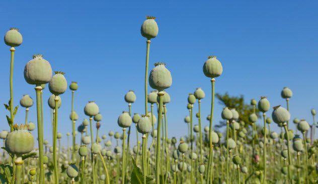 止痛药有哪些 止痛药效果排名前十名