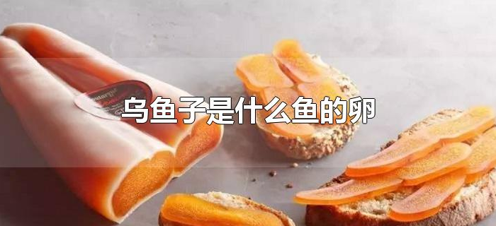 乌鱼子是什么鱼的卵