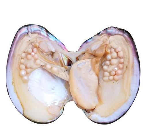 贝壳和珍珠都是什么的分泌物形成的