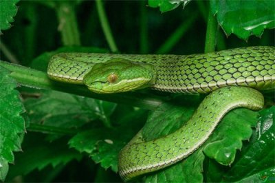 ​一口气看完，中国最毒毒蛇天花板排名，五步蛇也只能屈居第3