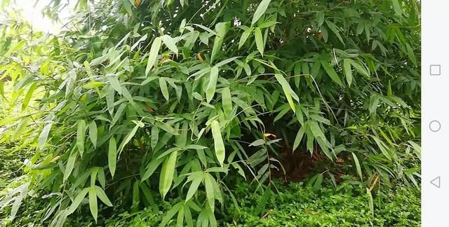 生粽子煮一个小时能熟吗,一斤重的粽子煮多长时间?图6