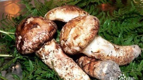 姬松茸怎么洗干净，新鲜的姬松茸怎么晒干？图5