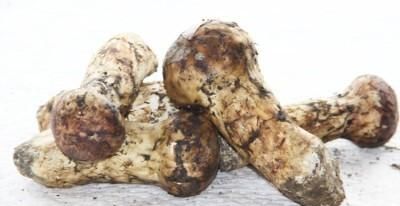 姬松茸怎么洗干净，新鲜的姬松茸怎么晒干？图3