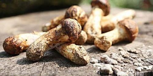 姬松茸怎么洗干净，新鲜的姬松茸怎么晒干？图4