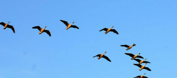 大雁北飞是什么季节,大雁北飞天将暖燕子南归气转寒的意思图2